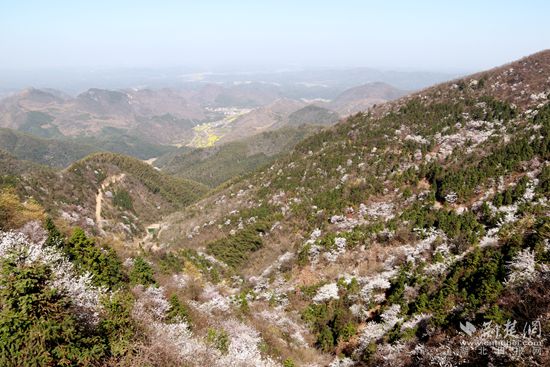 山上櫻花，山下油菜.jpg