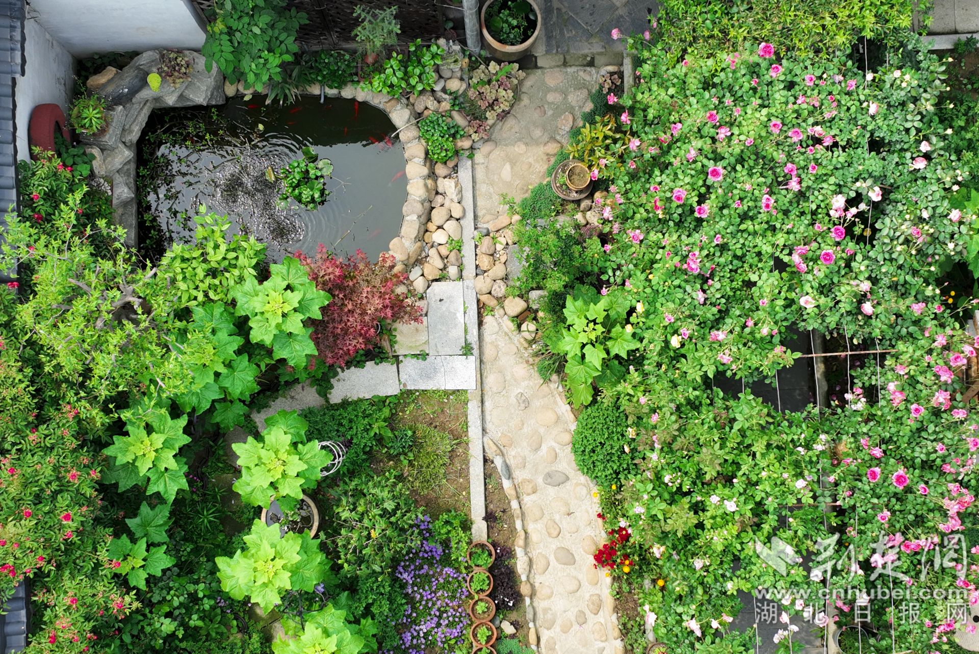 張琴將自家的庭院裝點的郁郁蔥蔥，繁花似錦，可謂一步一景。.jpg.jpg