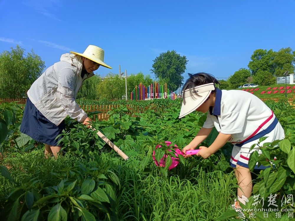 市民帶孩子在共享菜園里鋤草、澆水。通訊員 程愛華 攝.jpg.jpg